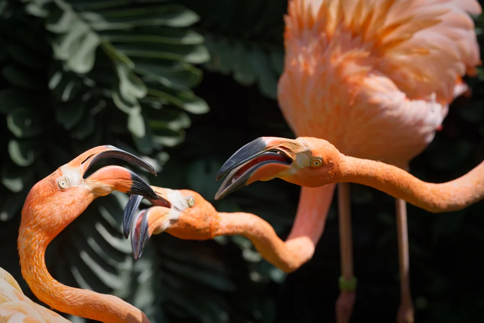 Le conseil des flamants