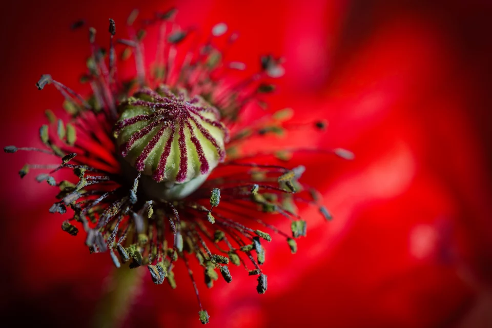 A fleur de peau