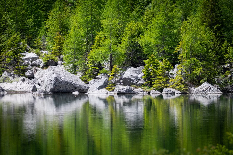 Entre deux forêts