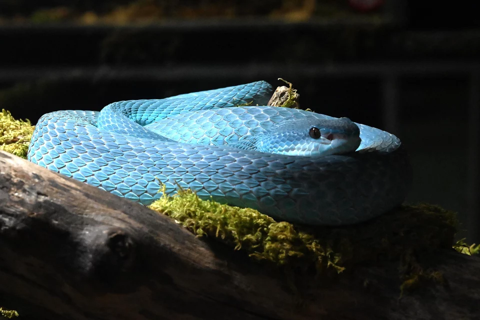 Label turquoise