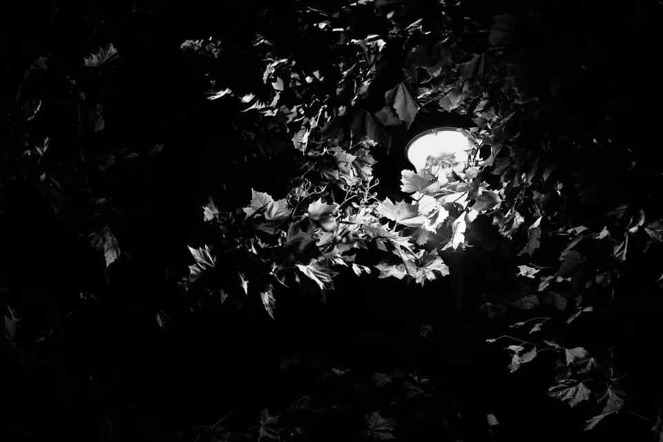 Nature éclairée